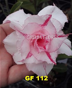 Rosa do Deserto Enxerto GF-112 Matizada