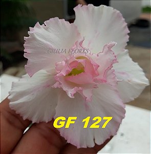 Rosa do Deserto Enxerto GF-127