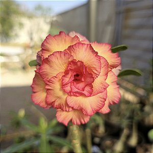 Rosa do Deserto Enxerto Marissol