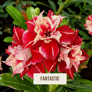 Rosa do Deserto Enxerto Fantastic