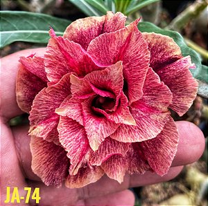 Rosa do Deserto Enxerto JA-74