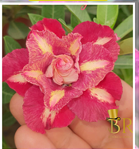 Rosa do Deserto Enxerto Isabelly Pendente