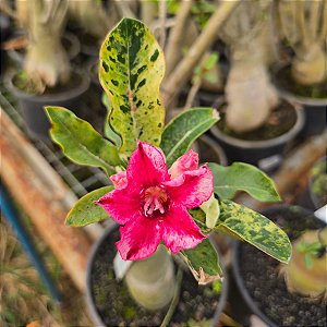 Rosa do Deserto Enxerto Variegata ev-246