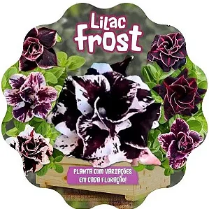 Rosa do Deserto Enxerto lilac frost