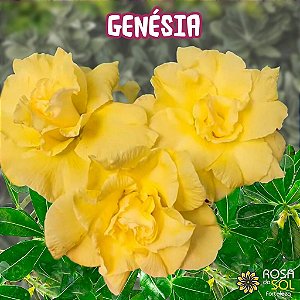 Rosa do Deserto Enxerto Genesia