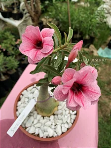 Rosa do Deserto Enxerto Baby Swallow