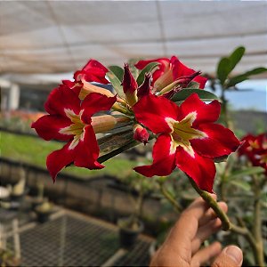 Rosa do Deserto Enxerto Ghost EV-75 Muda Baby