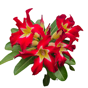 Rosa do Deserto Enxerto Ghost EV-75 Muda Baby