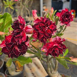 Rosa do Deserto Enxerto Rihanna Muda Baby