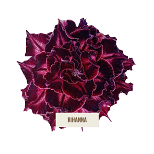 Rosa do Deserto Enxerto Rihanna Muda Baby