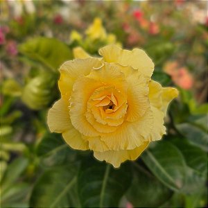 Rosa do Deserto Enxerto Bridal Bouquet Amarela Muda Baby