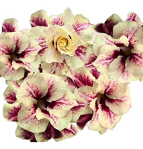 Rosa do Deserto Enxerto Paladino Muda Baby