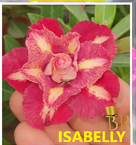Rosa do Deserto Enxerto Isabelly Pendente Muda Baby