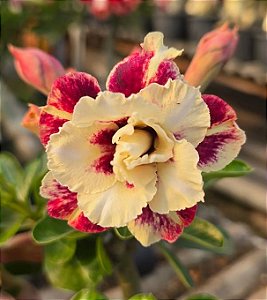 Rosa do Deserto Enxerto Jhully Muda Baby