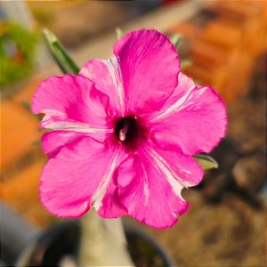 Rosa do Deserto Enxerto Purple Medal Muda Baby