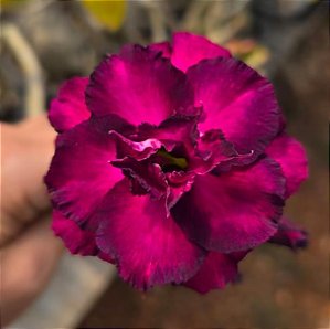 Rosa do Deserto Enxerto Attractive Roxa Tripla Muda Baby