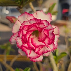 Rosa do Deserto Enxerto Carnation Muda Baby