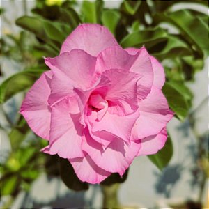 Rosa do Deserto Enxerto TH-4 Pathuma Muda Baby