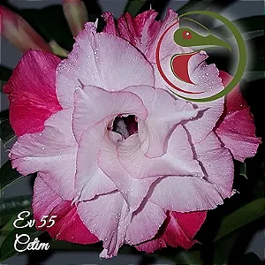 Rosa do Deserto Enxerto Cetim EV-55 Muda Baby