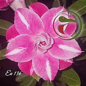 Rosa do Deserto Enxerto EV-136 Muda Baby