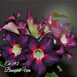 Rosa do Deserto Enxerto Bouquet Uva EV-192 Muda Baby