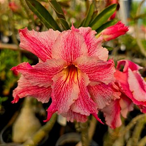 Rosa do Deserto Enxerto Rosy String Muda Baby