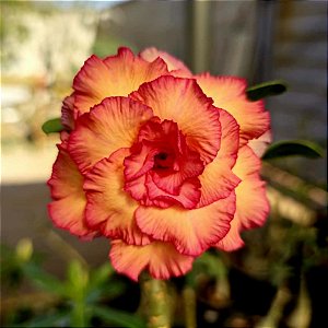 Rosa do Deserto Enxerto Marissol Muda Baby