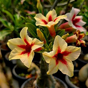 Rosa do Deserto Enxerto Quiabo Muda Baby