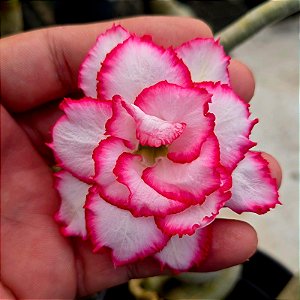 Rosa do Deserto Enxerto B-303 Muda Baby