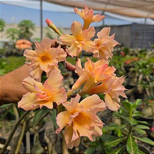 Rosa do Deserto Ev-57 Coral Enxerto em Estaca