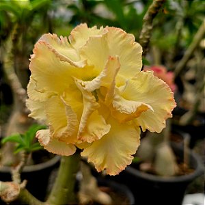 Rosa do Deserto GF-136 Enxerto em Estaca