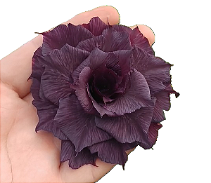 Rosa do Deserto Enxerto PP-400 Negra Muda Baby