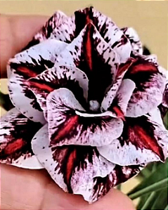 Rosa do Deserto Enxerto lilac frost Muda Baby