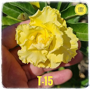 Rosa do Deserto Enxerto T-15 Muda Baby