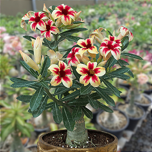 Rosa do Deserto Enxerto Star Cluster Muda Baby