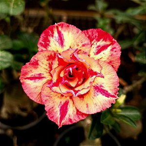 Rosa do Deserto Enxerto Julius Caesar Muda Baby