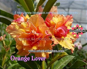 Rosa do Deserto Enxerto Orange Lover Muda Baby