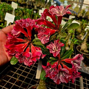 Rosa do Deserto Enxerto Infinite Muda Baby