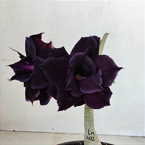 Rosa do Deserto Enxerto Lm-442 Negra Muda Baby