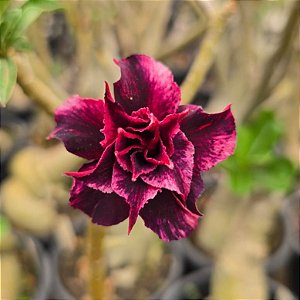 Rosa do Deserto Enxerto Black Jack Muda Baby