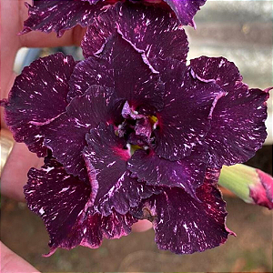 Rosa do Deserto Enxerto Céu Estrelado Muda Baby