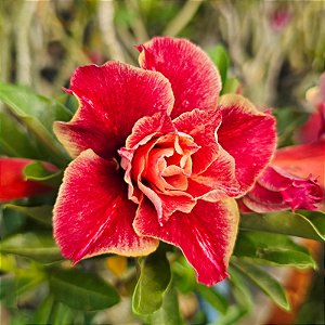 Rosa do Deserto Enxerto Atena Muda Baby