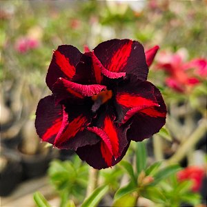 Rosa do Deserto Enxerto Coca Cola Muda Baby