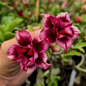 Rosa do Deserto Enxerto Double Blue Boy Perfumada Muda Baby