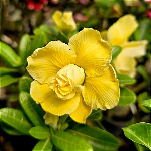 Rosa do Deserto Enxerto Genesia Muda Baby Amarela