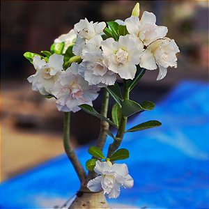 Rosa do Deserto Enxerto GF-103 Branca Muda Baby