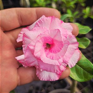 Rosa do Deserto Enxerto EV-200 Muda Baby