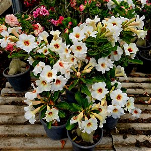 Rosa do Deserto Enxerto NR-12 Muda Baby