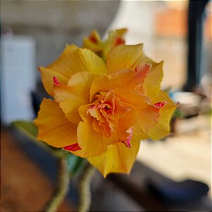 Rosa do Deserto Enxerto Dunhuang 2 Muda Baby Amarela