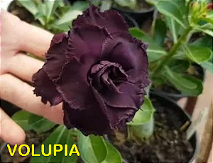 Rosa do Deserto Enxerto Volupia Muda Baby